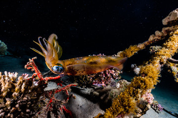 squid in the Red Sea Colorful and beautiful, Eilat Israel