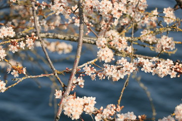 Cherry Blossoms