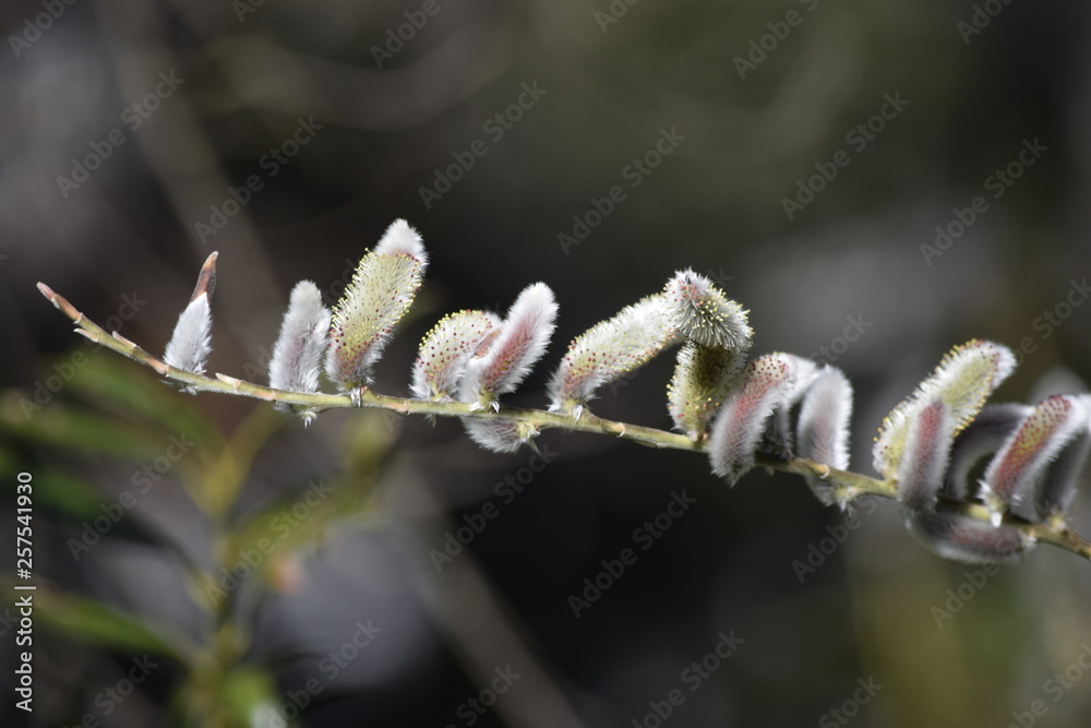 Wall mural buds of willow