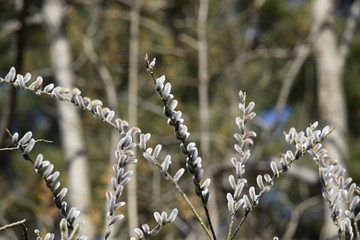 Willow branches