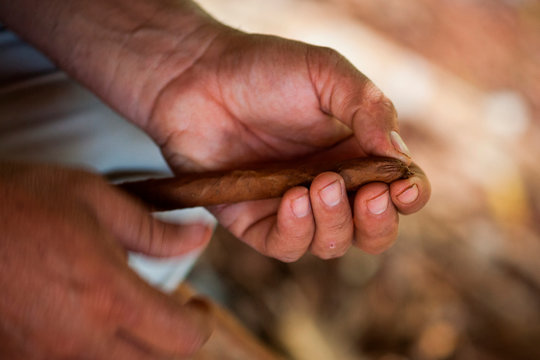 Detail shot of a man rolling dried tobacco leaves into cigars.