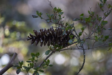 pine cone on a branch