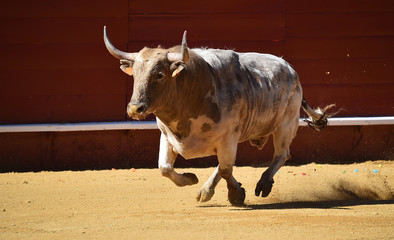 toro español en plaza de toros
