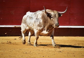 toro grande en españa