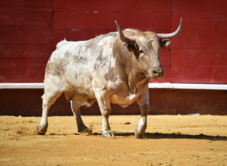 toro en españa