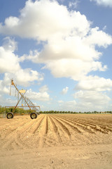 Fototapeta premium Part of a massive farm in Alentejo, Portugal at March.