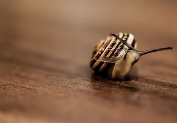 Snail with shell close-up shot on brown wood ground,blurred background