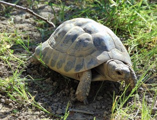 common turtle, mediterranean spur thighed tortoise in grass in natural habitat on a sunny day