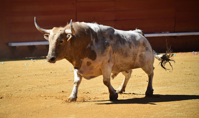toro en españa en plaza de toros