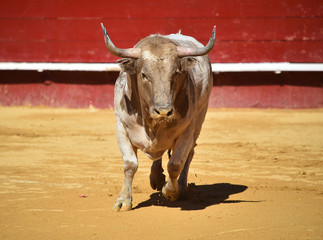 bull in spain in bullring