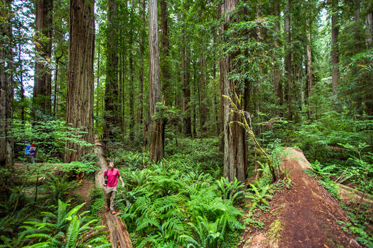 A young man walks along a fallen log in Redwoods National Park, CA.