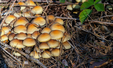 family of mushrooms growing in a forest