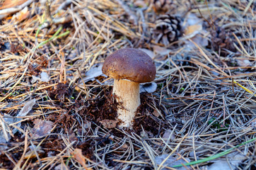 edible white mushroom grows in autumn