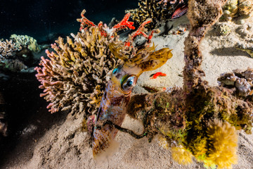 squid in the Red Sea Colorful and beautiful, Eilat Israel
