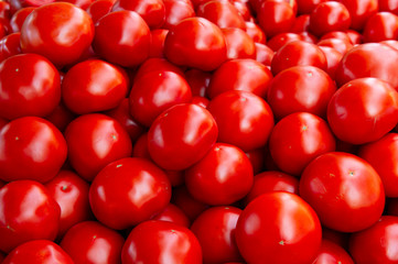 red tomatoes background. Group of tomatoes