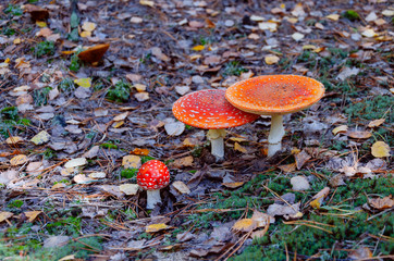 poisonous mushroom with a red cap, fly agaric