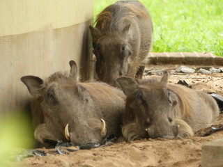 Warzenschwein Afrika