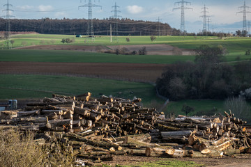 Baumstämme für Rindenmulch Produktion