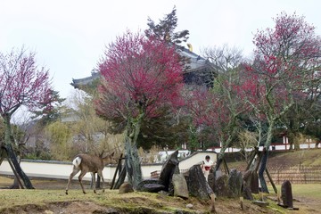 Deers and shrines