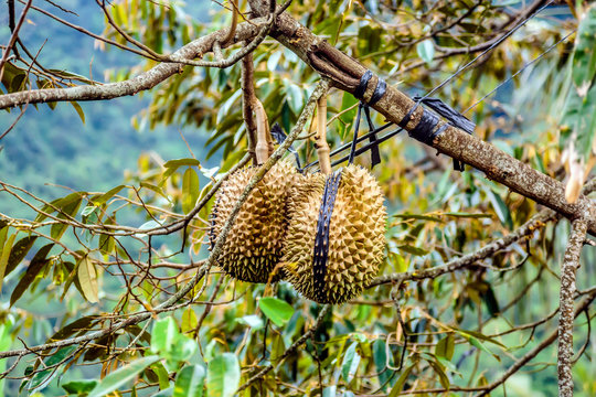 Durian fruit hanging on branch