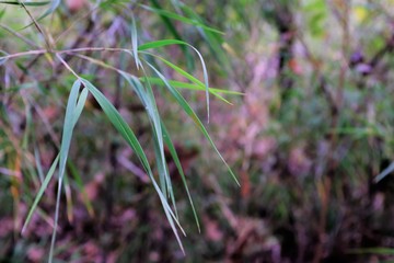 Naturaleza con fondo desenfocado