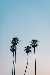 Fototapeta premium Palm trees at Heisler Park, in Laguna Beach, Orange County, California