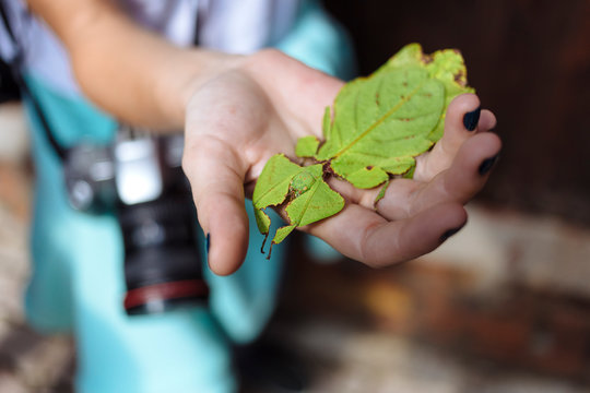 Ghost Mantis in hand, Phyllocrania paradoxa