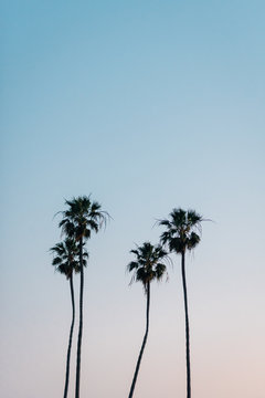 Palm trees at Heisler Park, in Laguna Beach, Orange County, California