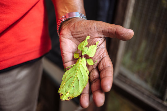 Ghost Mantis in hand, Phyllocrania paradoxa