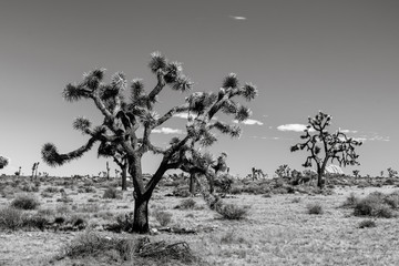 Joshua Tree