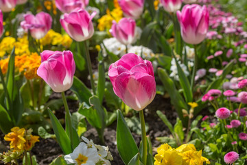 Obraz premium Tulips and other flowers growing in the spring sunshine