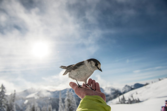 A grey jay sits on the hand of a back country skier in Mount Rainier National Park.  asd