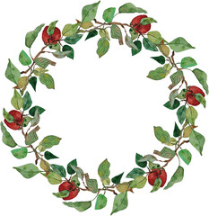 wreath  apples leaves branches ornament   isolated