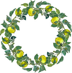 lush wreath yellow apples leaves branches ornament   isolated