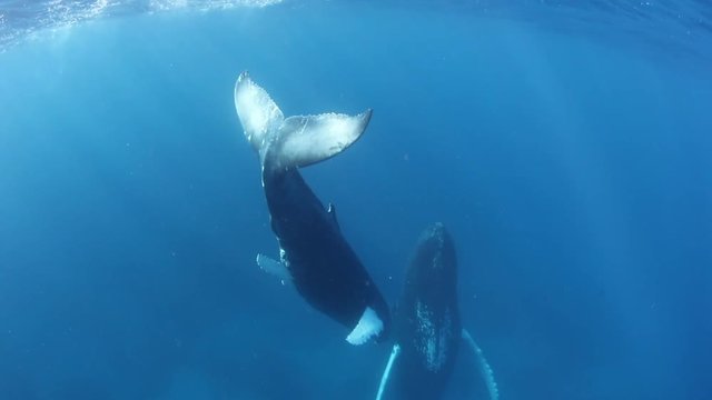 Mother and Calf Humpback Whales in the Caribbean Sea
