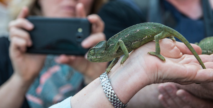 Chameleon on hand of person in souk in medina of Marrakesh, Morocco