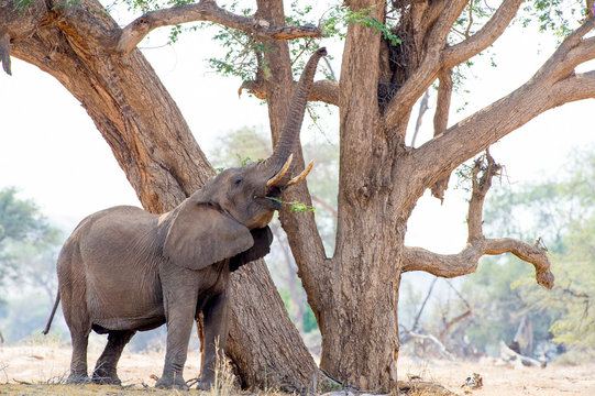 Elephant eating from tree, Etosha National Park, Namibia