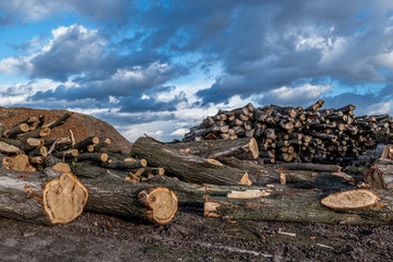 Baumstämme für Rindenmulch Produktion © focus finder