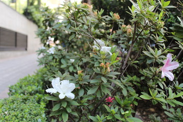 Blanco entre tanto verde