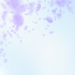 Violet flower petals falling down. Tempting romant