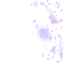 Violet flower petals falling down. Lovely romantic