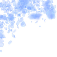 Dark blue flower petals falling down. Vibrant roma