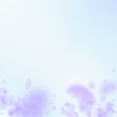 Violet flower petals falling down. Posh romantic f