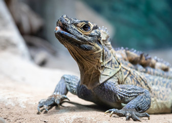 Philippine sailfin lizard (Hydrosaurus pustulatus)