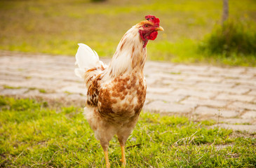Animal chicken in garden