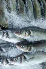 Fresh fish in the market , Sea fish pile top view