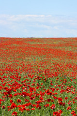 Vivid summer colorful field of poppies and wild flowers background