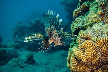 Lion fish in the Red Sea colorful fish, Eilat Israel