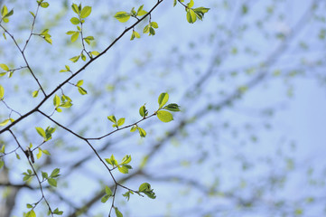 green branch background, fresh green spring leaves background