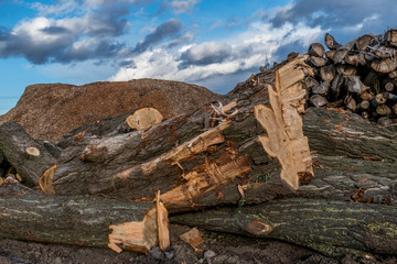 Baumstämme für Rindenmulch Produktion © focus finder
